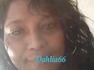 Dahlia66